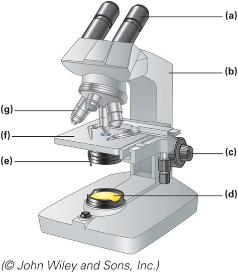 Microscope Parts Diagram | Quizlet