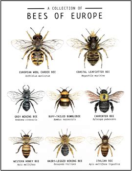 Image result for Bee Coding Java