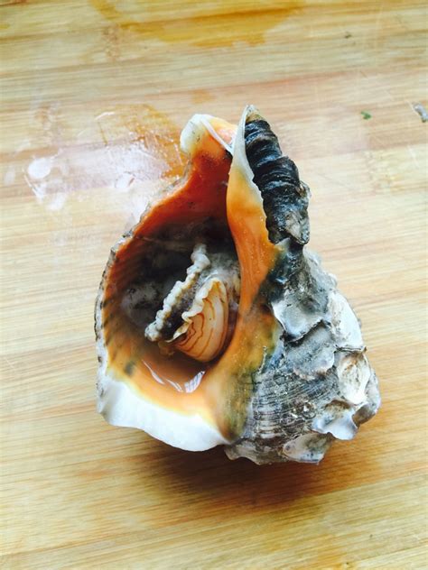 海螺的做法_【图解】海螺怎么做如何做好吃_海螺家常做法大全_cucefer_豆果美食