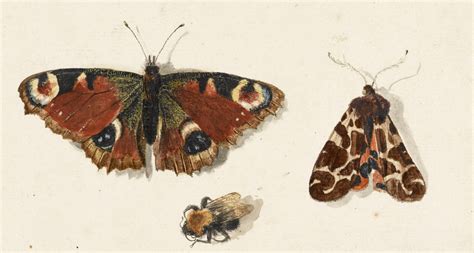 Butterfly And Moth Free Stock Photo - Public Domain Pictures