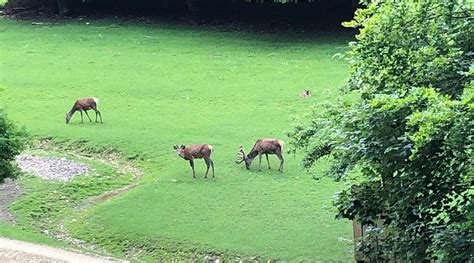 HOTEL WEISSE ROSE BY STRADA (Heidenheim an der Brenz) - Guesthouse ...