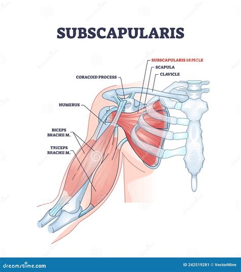 Image result for Subscapularis Muscle Function