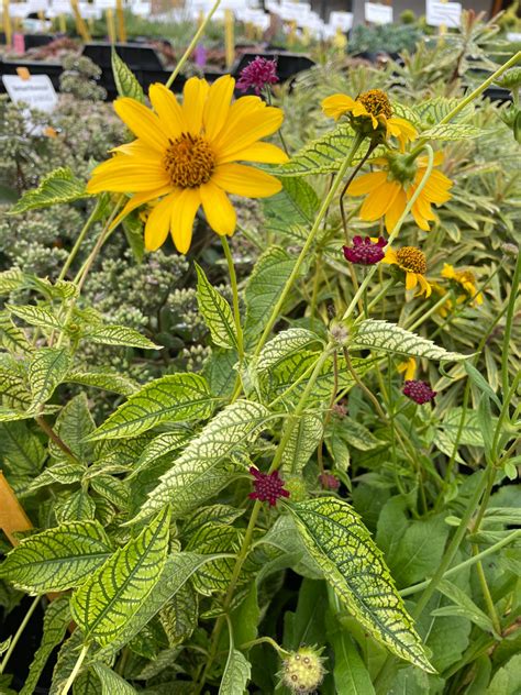 Napszemvirág (Heliopsis helianthoides 'Loraine Sunshine') :: Larixfaiskola