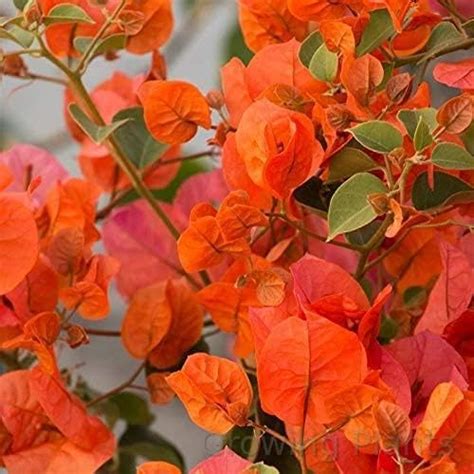 Growing Plants Rare Climbing Orange Bougainvillea Spectabilis Live ...