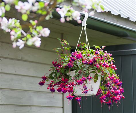 How to care for fuchsias in a hanging basket: top tips | Homes and Gardens