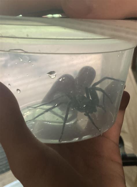 The biggest wolf spider I have ever caught and released. : r/spiderbro
