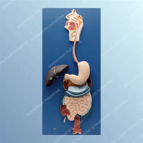 Digestive System Models - MI Human Digestive System - Large Model ...