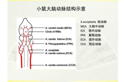 Image result for Alien Science Diagram