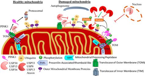 IJMS | Special Issue : Ubiquitination and Deubiquitination in Cellular ...