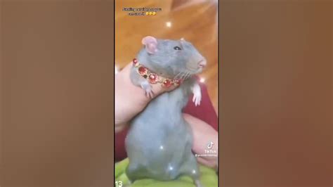 Image result for Rat Dancing Meme Tutorial