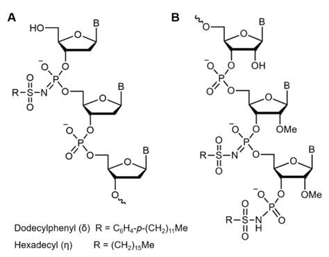 Oligonucleotide Structure
