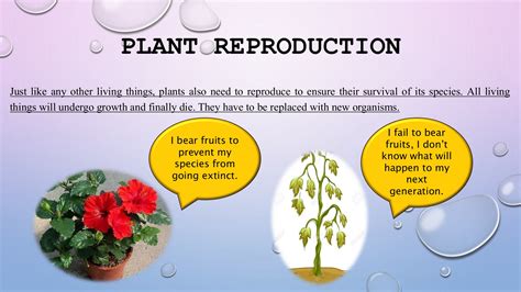Image result for Types of Plant Reproduction