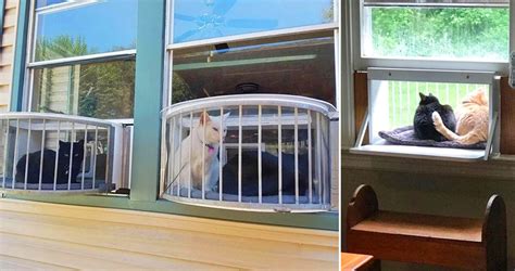Image result for Best Cat Window Boxes