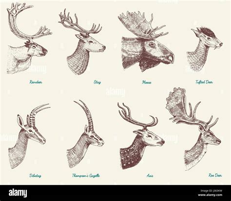 Big set of Horn, antlers Animals moose or elk with impala, gazelle and ...