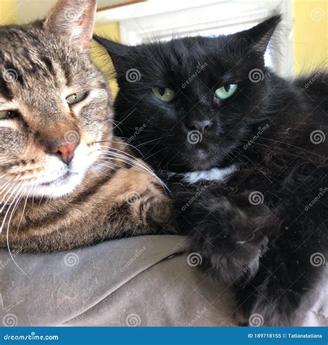 Two Tabby Calico Mixed Color and Black Cats on Blanket in Shelter Stock ...