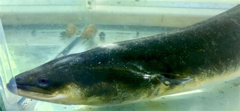 Eel Migration