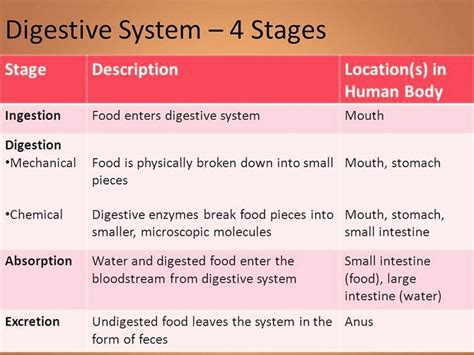 Image result for Digestion Process Step by Step Explained