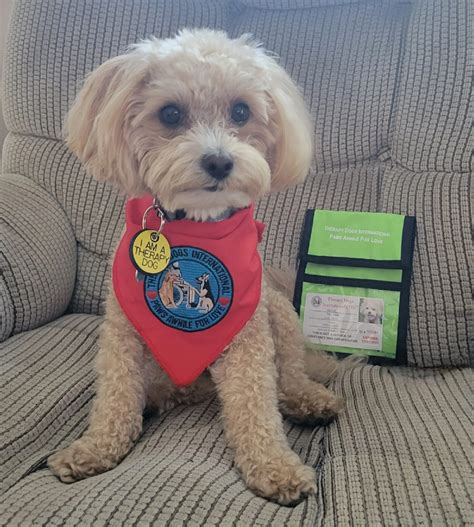 Image result for Cavapoo Dogs 101