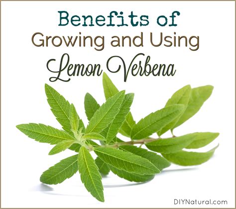 Lemon Verbena: Benefits of Using It and A Lemon Verbena Butter Recipe