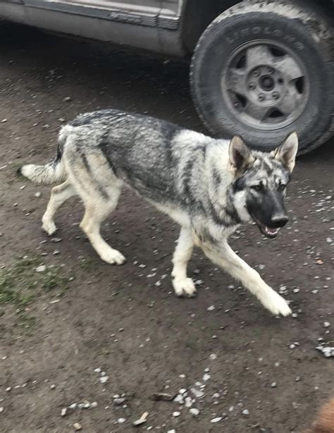 Anyone else seen a German shepherd with this color of fur? : r ...