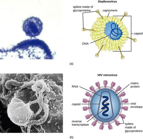 Basic Virus Structure 的图像结果