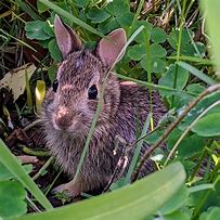 Image result for Baby Bunny in Grass