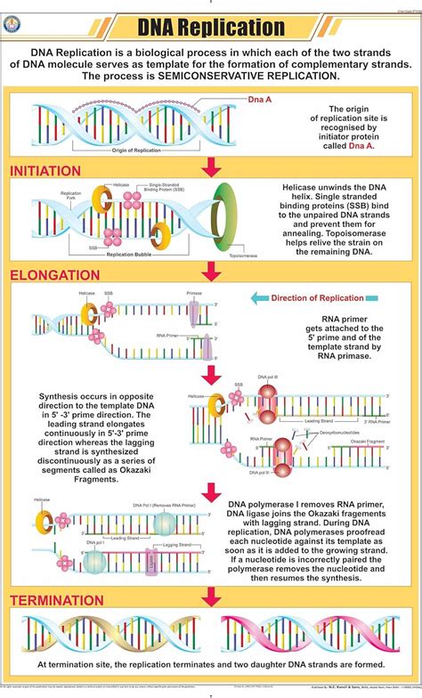 Buy STG36 | TeachingNest | DNA Replication Chart (58x90 cm) | English ...