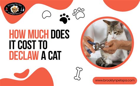 How Much Does It Cost For Cat Surgery