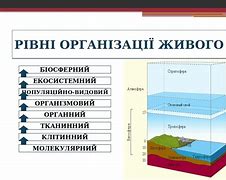 Зображення за запитом Рівні організації живого