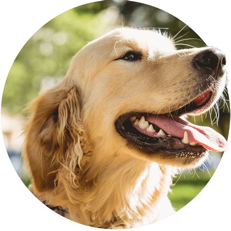 Veterinarian in Evergreen Park, IL | LePar Animal Hospital