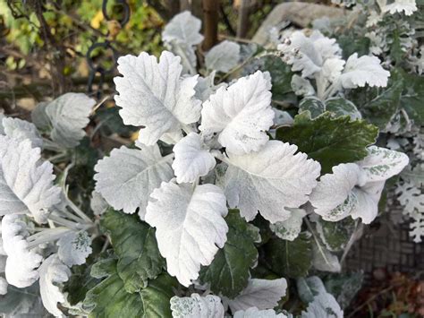 Silver Colored Leaves 25 Best Silver Plants For Your Garden | HGTV