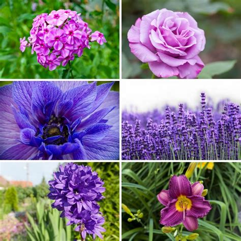 37 Purple Perennial Flowers You Plant Once And Enjoy Forever ...