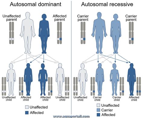 Gène autosomique : définition et explications