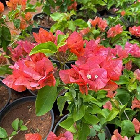 Go4plants Bougainvillea live flower plant with pot : Amazon.in: Garden ...