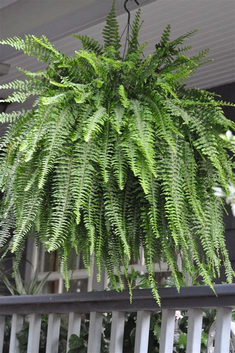 Divine Artificial Hanging Ferns For Outdoors Annual Basket Flowers
