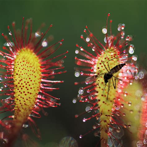 Sundew Eating Insects