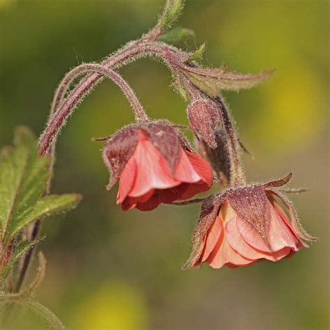 Гравилат речной (Geum rivale) - PictureThis