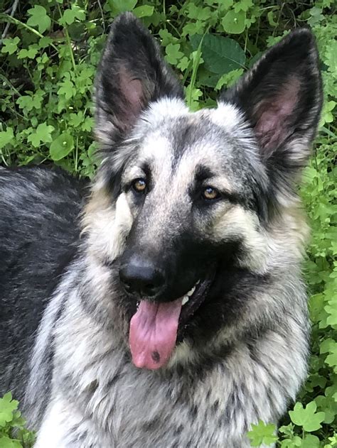 Are Shiloh Shepherds Good Dogs