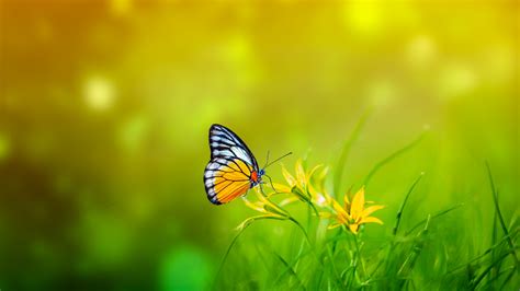 Java and Spring Background Images 的图像结果