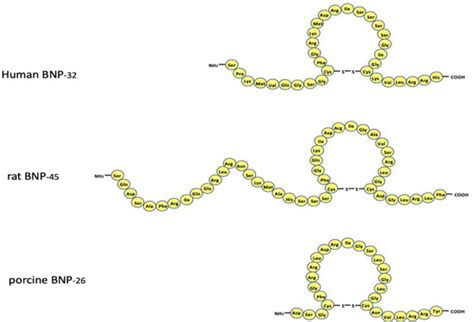B-Type Natriuretic Peptide (BNP) Revisited—Is BNP Still a Biomarker for ...
