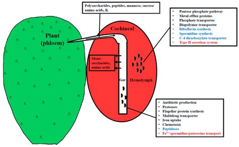 Metatranscriptomic Analysis of the Bacterial Symbiont ...