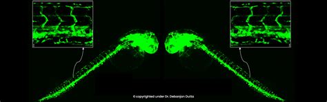 Agrivet Research & Advisory