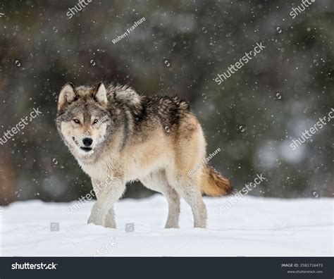 Wild Wolf Yellowstone National Park Stock Photo 2581716473 | Shutterstock