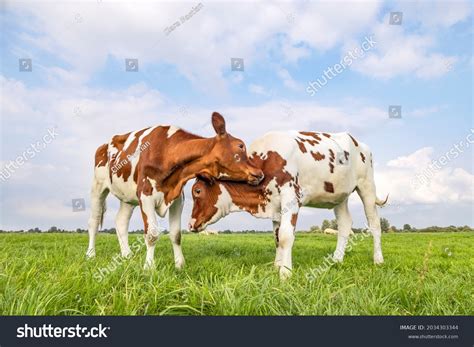 1,997 Rural Couple Cow Images, Stock Photos & Vectors | Shutterstock