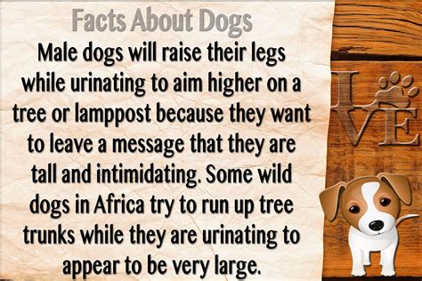 Fun Facts About Little Dogs at Holly Harold blog