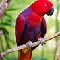 Image result for Eclectus Parrots as Pets