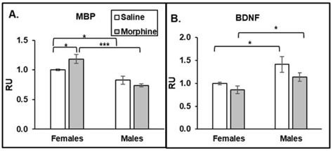 Differential Effect of Chronic Morphine on Neuronal Degeneration in ...