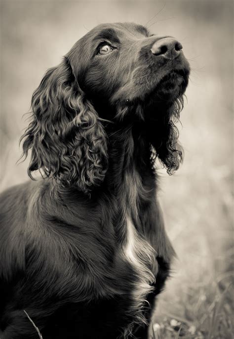 Pin by Janine Higham on Spaniel dog | Black cocker spaniel, Dogs ...