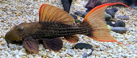 L-24 PLECO (orange finned cactus pleco.) | FRESHWATERAQUATICA
