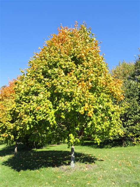 Image result for Maple Tree Identification